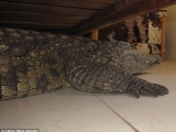 A dormit cu un crocodil de 140 de kg sub pat