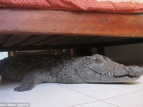 a-dormit-cu-un-crocodil-de-140-de-kg-sub-pat-34258-3.jpg