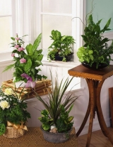 Cum prelungim viaţa plantelor de apartament