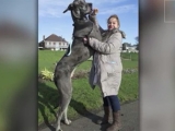 Fă cunoștință cu CEL MAI MARE câine din EUROPA! VIDEO