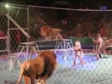 Groază în arenă. Leii au atacat dresorii VIDEO