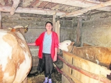 O femeie din Suceava şi-a vândut religia pentru o vacă bălţată