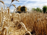Recoltă record de cereale, de 2,46 miliarde tone, în 2013-2014