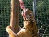 Tânără de 24 de ani, ucisă de tigru