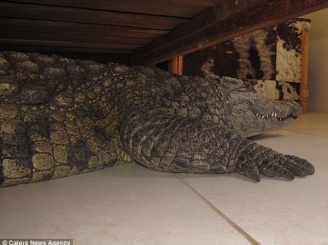 a-dormit-cu-un-crocodil-de-140-de-kg-sub-pat-34258-1.jpg