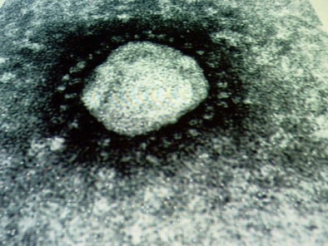 noul-coronavirus-mortal-mai-periculos-decat-sars-30033-1.jpg
