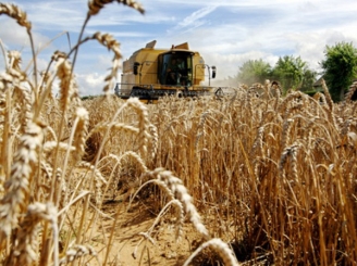 recolta-record-de-cereale-de-2-46-miliarde-tone-in-2013-2014-31908-1.jpg